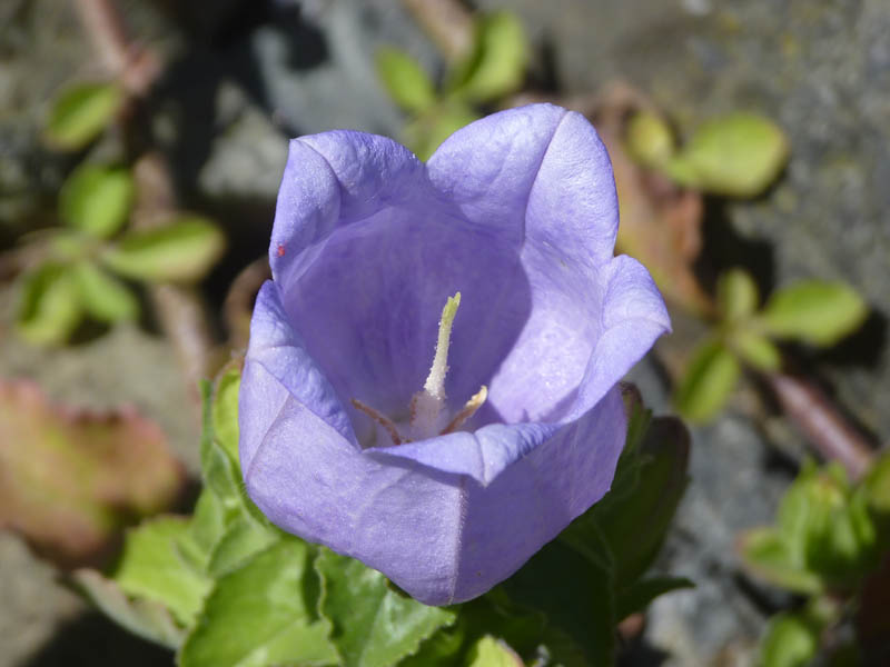 Campanula incurva 4